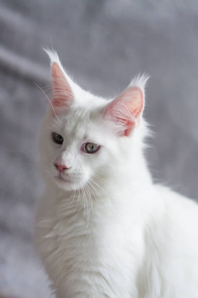 istock Portrait of a white cute deaf white kitty on gray background 1216458585