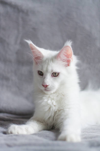 istock Portrait of a white cute deaf white kitty on gray background 1216459581