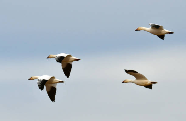 istock Snow Geese Preparing to Land 1216459854