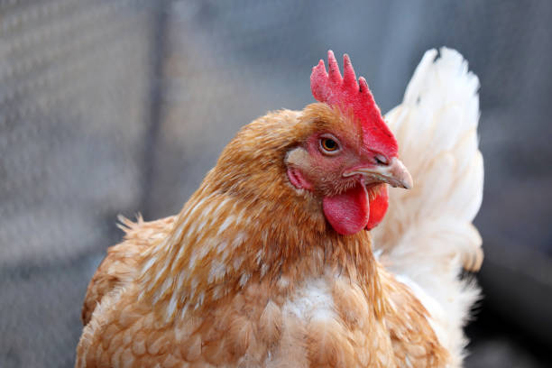 istock Chicken on the farm, poultry concept 1216460617