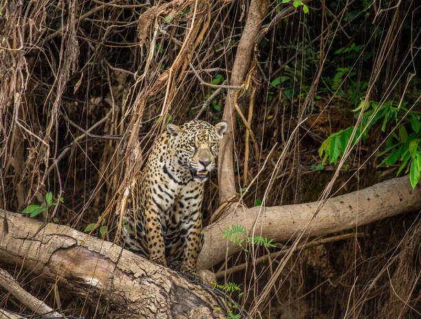 istock Jaguar stands on a tree above the river in the jungle. 1216460723