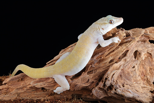 Golden Gecko (Gekko badenii) native to Vietnam climbing. Captive.
