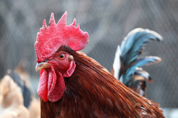 istock Rooster close up, poultry farm concept 1216461180