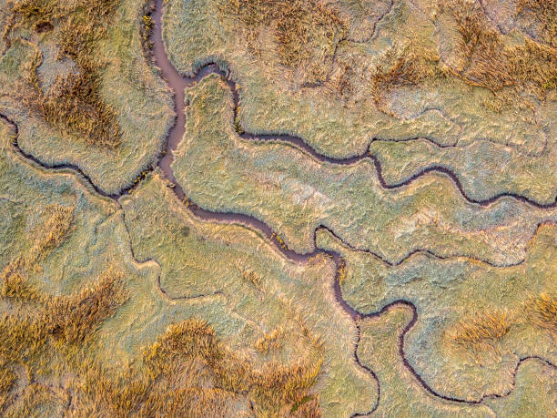 istock Aerial view of tidal marshland 1216462070