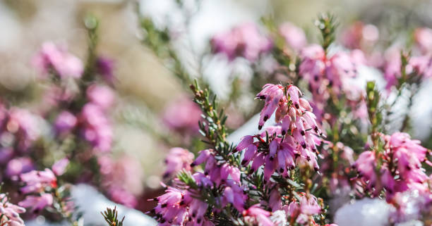Blooming pink Erica carnea flowers (Winter Heath) and snow in the garden in early spring. Floral background Blooming pink Erica carnea flowers (Winter Heath) and snow in the garden in early spring. Floral background, botanical concept erica flower stock pictures, royalty-free photos & images