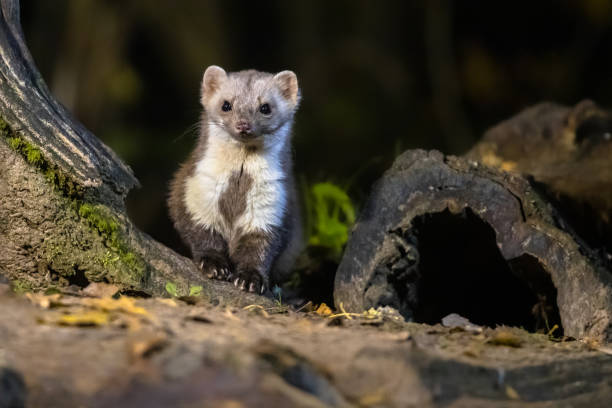 Stone marten in darkness