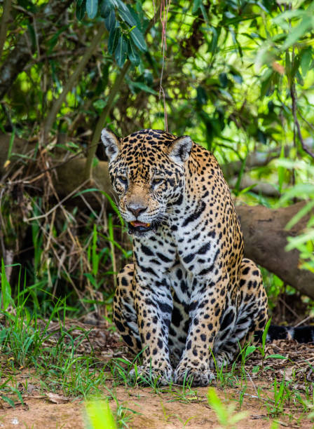 istock Jaguar among the jungle. 1216462232