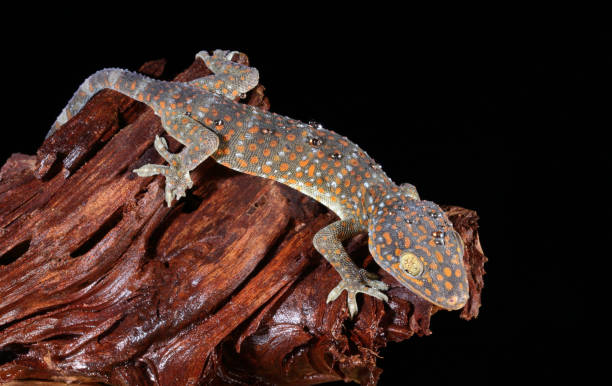 istock Tokay gecko on wet driftwood 1216462698