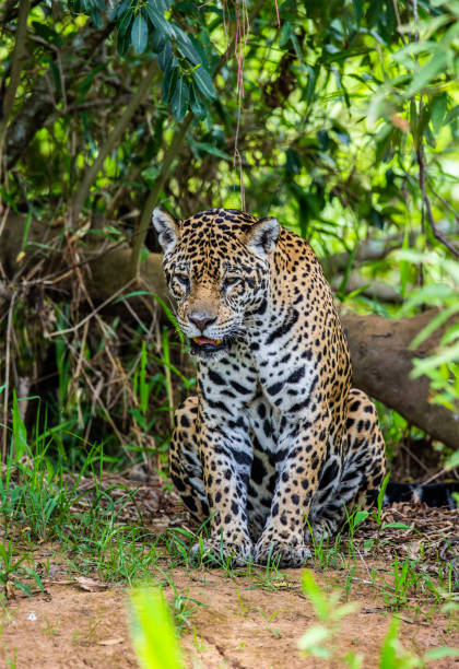 istock Jaguar among the jungle. 1216462838