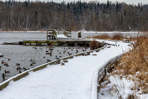snow-covered pier in Burnaby Lake Park, British Columbia, Canada