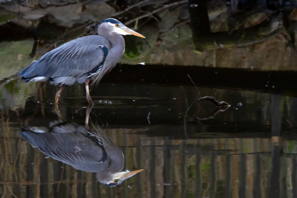 istock Heron in Stanley Park, Vancouver, Canada 1216463916