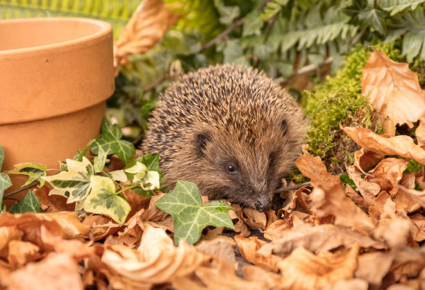 istock Hedgehog, wild, native, European hedgehog in garden habitat, facing forward. 1216466492