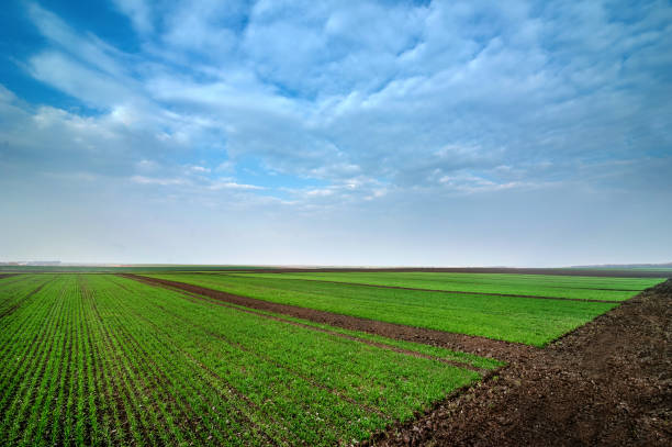 istock field divided into sectors by wheat varieties with beautiful sky 1216467426