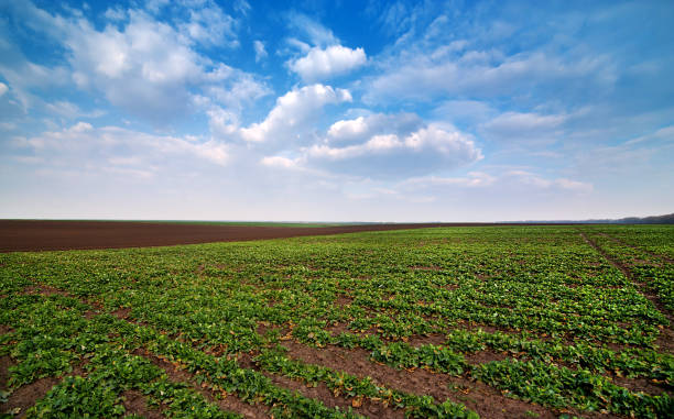 istock field of young spring rapeseed with beautiful sky 1216467476