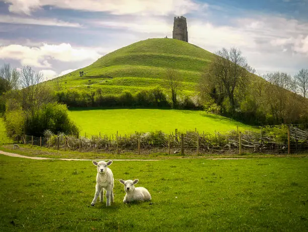 Springtime at Glastonbury Tor, ancient landmark in Somerset, southwest England, with two lambs in the foreground
