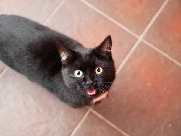 Black cat asks for food. Mystical black cat on the tile. A thin black stray cat asks for food. Black panther on a tile road