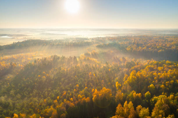 istock Autumn swamp in the morning 1216469790