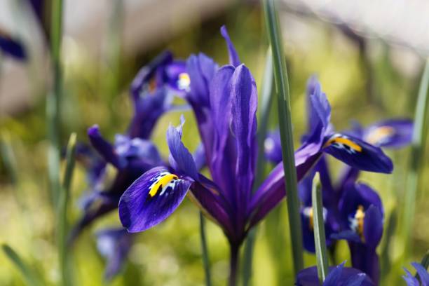 istock Flower of a netted iris, Iris reticulata 1216470664