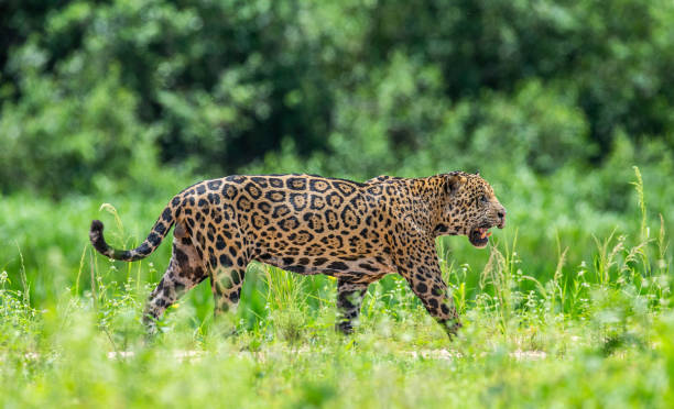 istock Jaguar walks along the grass along the river bank. 1216476071