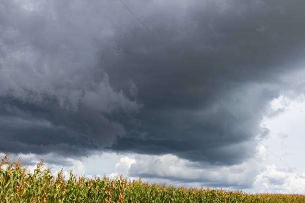 nuvens escuras sobre milharal - storm corn rain field - fotografias e filmes do acervo