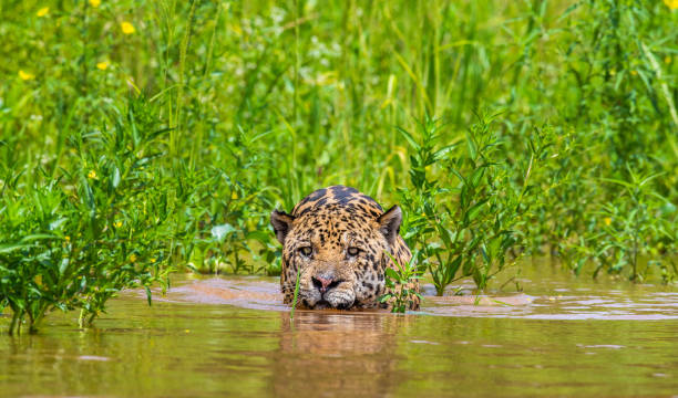 istock Jaguar is swimming on the river. 1216477081