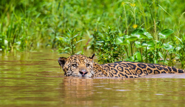 istock Jaguar is swimming on the river. 1216477085