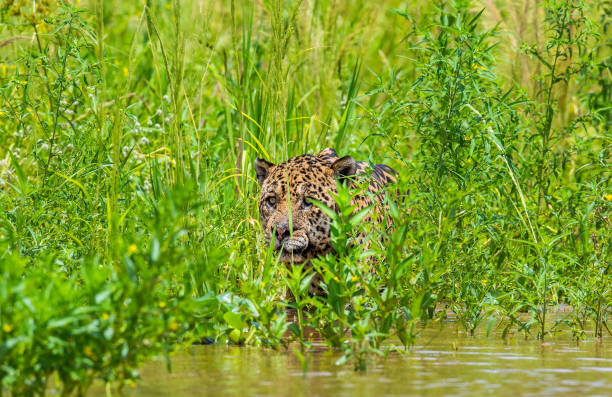 istock Jaguar is looking for its prey in the water among the grass. 1216477092