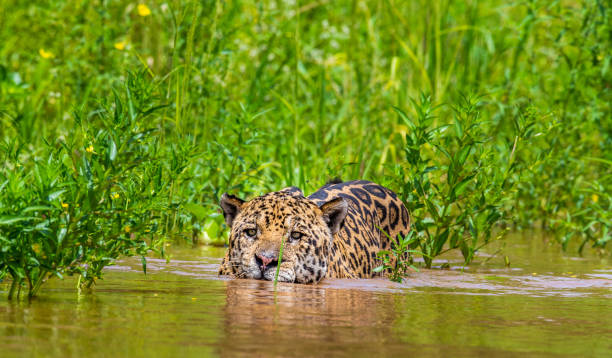 istock Jaguar is swimming on the river. 1216477104