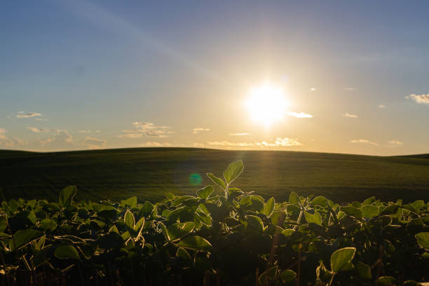 captura de sol en la plantación de soja - photography cloud plantation plant fotografías e imágenes de stock