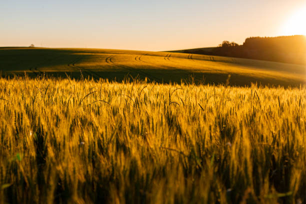 istock The sun setting behind the wheat field 1216477191
