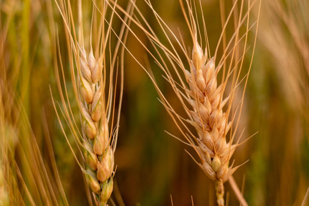 istock Closeup of some wheat 1216477229