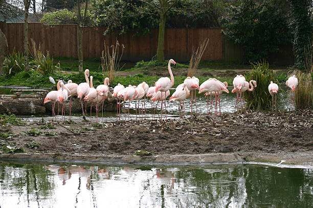 Pink Flamingoes stock photo