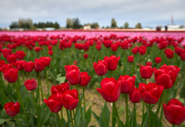 Bright, red tulips at their peak in a field.