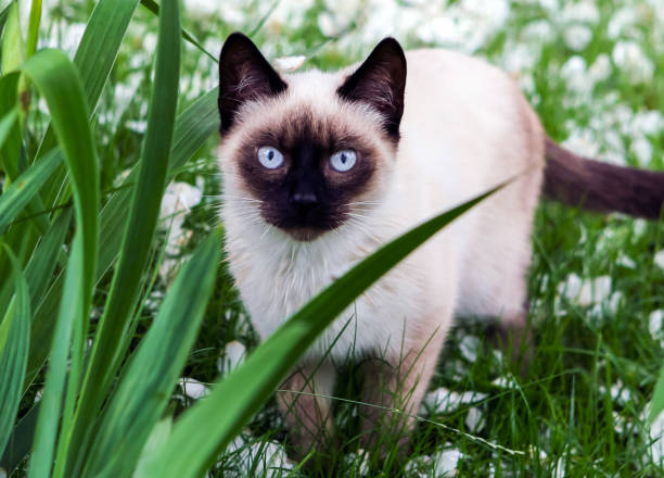 The beautiful brown cat, Siamese, with blue-green eyes lies in a green grass and leaves The beautiful brown cat, Siamese, with blue-green eyes lies in a green grass and leaves siamese cat stock pictures, royalty-free photos & images
