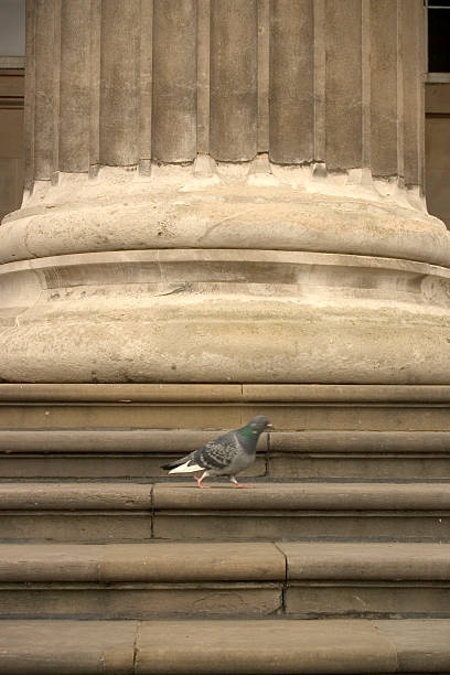 The solitary pigeon and the column stock photo