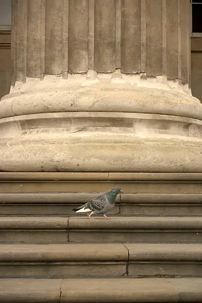 Photo of The solitary pigeon and the column
