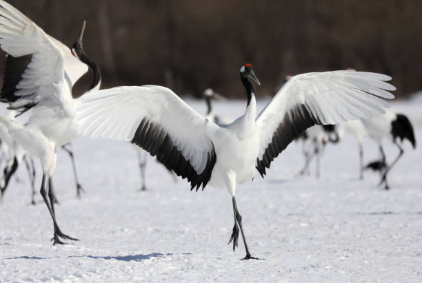 istock Red-Crowned Cranes in Hokkaido Japan 1216480318