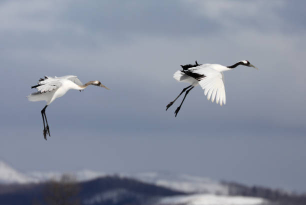 istock Flying Red-Crowned Cranes in Hokkaido Japan 1216480341