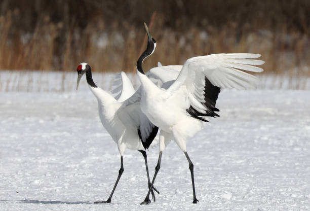 istock Red-Crowned Cranes in Hokkaido Japan 1216480394