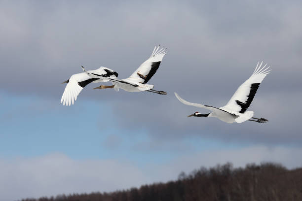 istock Flying Red-Crowned Cranes in Hokkaido Japan 1216480462