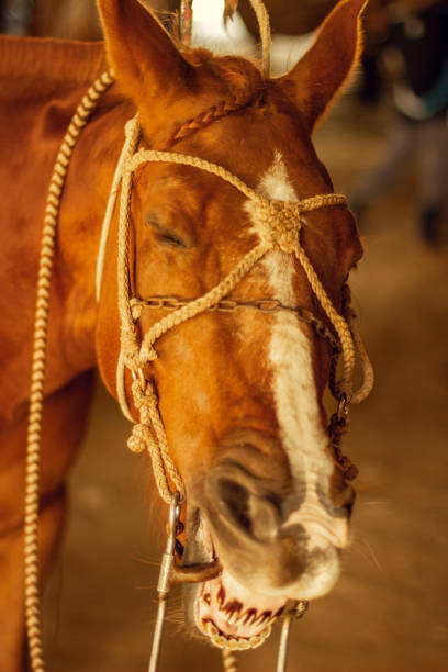 istock Portrait of a laughing horse. 1216481396