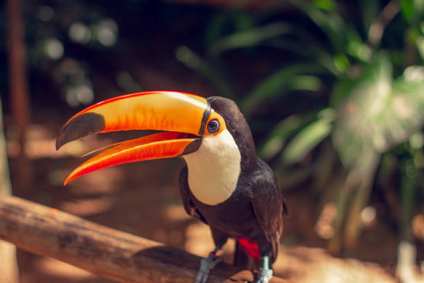 istock Funny Toucan posing for photo. 1216481402