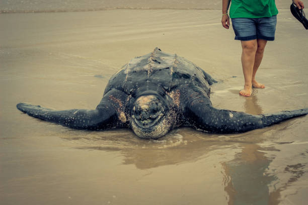 istock Giant Leatherback Sea Turtle stranded in the beach 1216481426