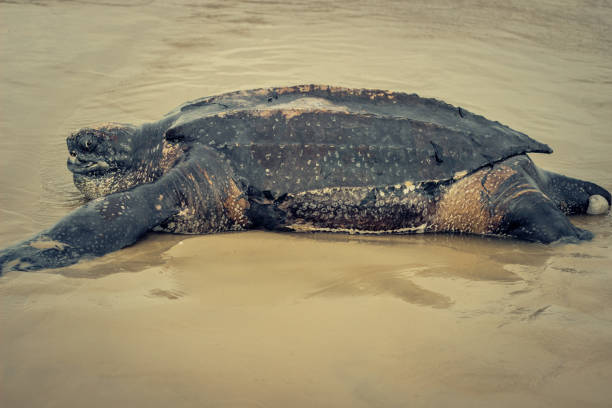 istock Giant Leatherback Sea Turtle stranded in the beach 1216481442