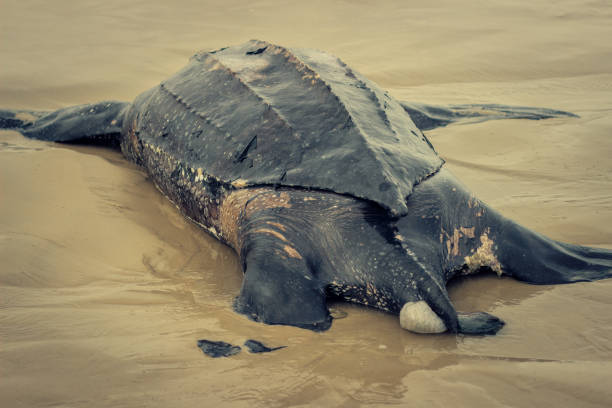 istock Giant Leatherback Sea Turtle stranded in the beach 1216481460