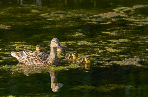 A beautiful mallard duck with ducklings in the natural surroundings of Orlando Wetlands Park in central Florida.  The park is a large marsh area which is home to numerous birds, mammals, and reptiles.