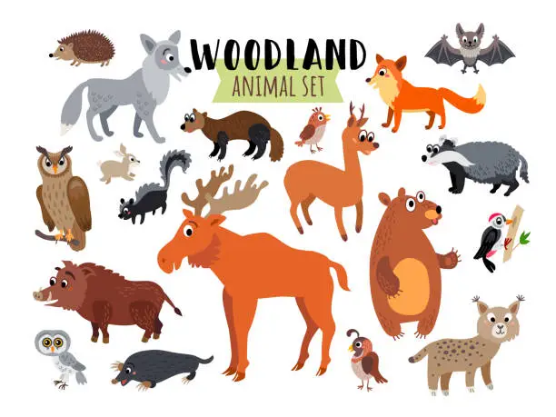 Vector illustration of Woodland Forest Animals set isolated on white