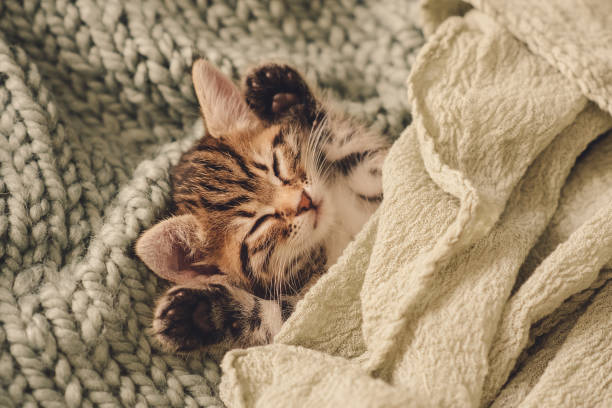 istock Kitten closed in towel warm sleepy small white 1216484358