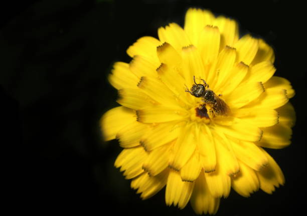 Macro close up of a Honey bee feeding on a dandelion flower in a messy overgrown garden on an April day.\nRe-wilding gardens to allow insects to feed on the weeds.