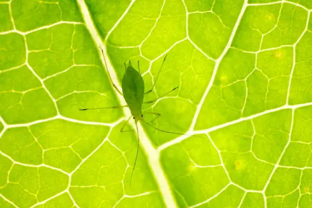 A bright green aphid sitting on a bright green leaf with sunlight shining through the leaf veins